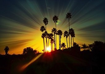 Palm tree sunset glow
